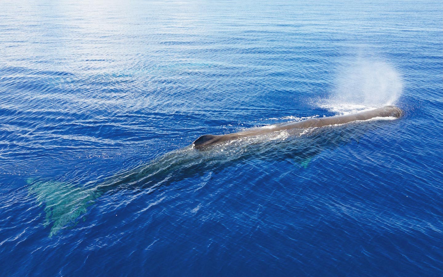 Whale Watching – Official Mauritius